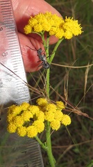 Nidorella auriculata