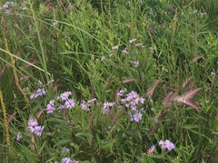 Symphyotrichum robynsianum