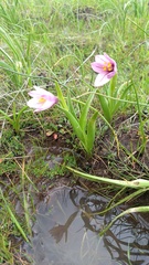 Fritillaria pluriflora