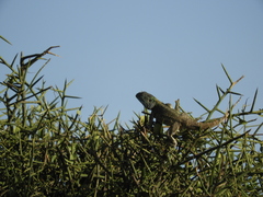 Acanthocercus atricollis