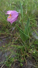 Fritillaria pluriflora