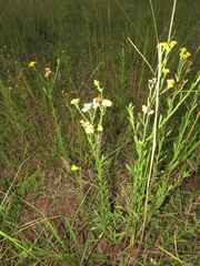 Nidorella auriculata