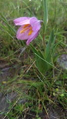 Fritillaria pluriflora