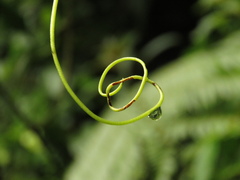 Passiflora kumandayi