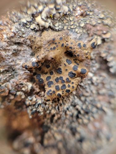 iNaturalist observation photo of Emery Rocktripe Lichen