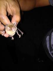 Pteronotus mesoamericanus