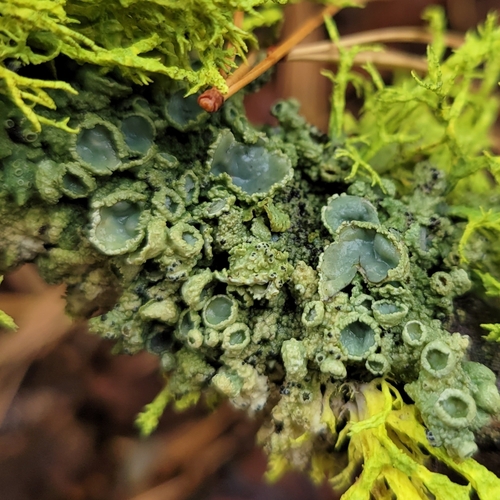 iNaturalist observation photo of Brown-eyed Camouflage Lichen