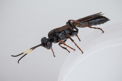 Ichneumon inquinatus