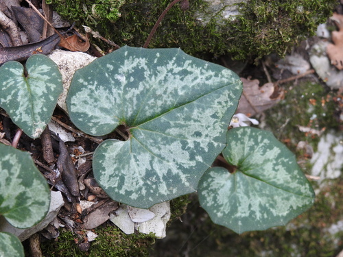 Image of Cyclamen balearicum by (c) Yves Bas, some rights reserved (CC BY)