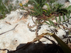Hippocrepis ciliata