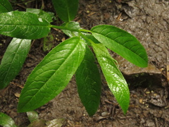 Pentacalia