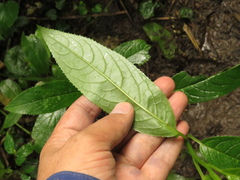 Pentacalia
