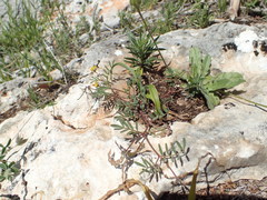 Hippocrepis ciliata