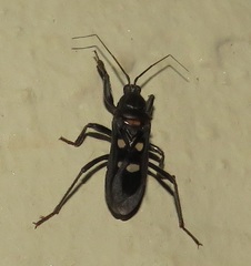 Ectomocoris quadrimaculatus