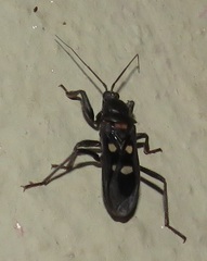 Ectomocoris quadrimaculatus