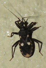 Acanthaspis obscura