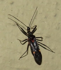 Harpagocoris