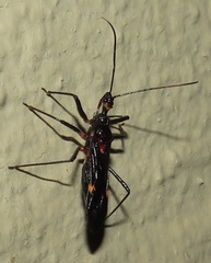 Harpagocoris