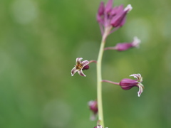Caulanthus heterophyllus