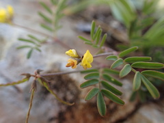 Hippocrepis ciliata