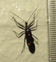 Harpagocoris