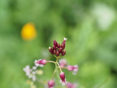 Caulanthus heterophyllus