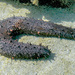 Tubular Sea Cucumber - Photo (c) Roberto Ghiglia, some rights reserved (CC BY-NC), uploaded by Roberto Ghiglia