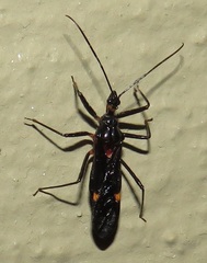 Harpagocoris