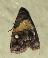 Xanthomera leucoglene