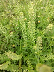 Lepidium austrinum