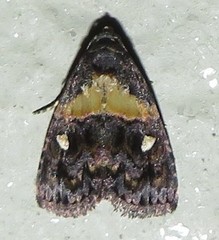 Xanthomera leucoglene