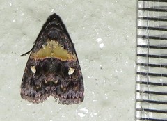 Xanthomera leucoglene