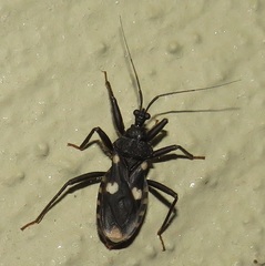 Acanthaspis obscura