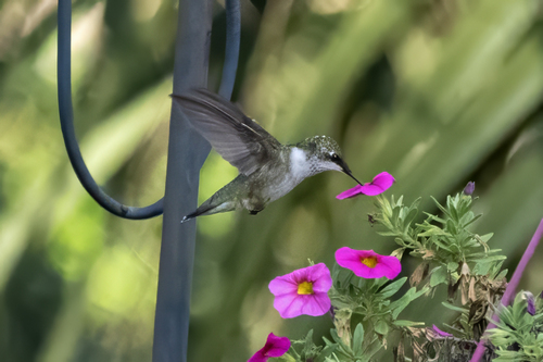 Ruby-throated Hummingbird photographed in South Carolina