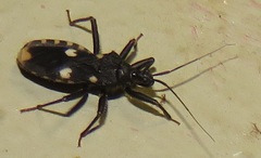 Acanthaspis obscura
