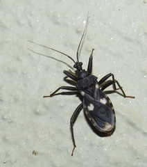 Acanthaspis obscura