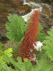 Gunnera magnifica