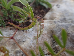Hippocrepis ciliata