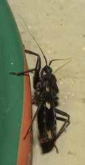 Acanthaspis obscura
