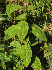 Miconia subseriata