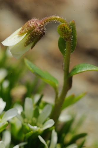 Siberian Saxifrage