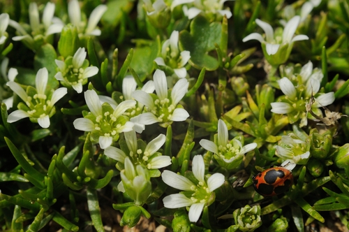 Minuartia biflora iNat (3)