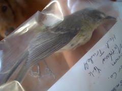 Vireo bellii