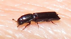 Platypodinae