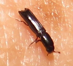 Platypodinae