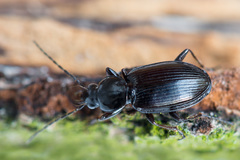 Agonum fuliginosum