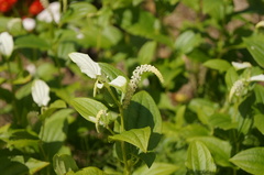 Saururus chinensis