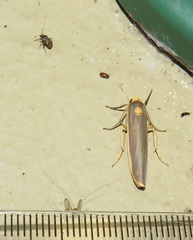 Sozusa scutellata