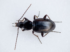Agonum fuliginosum