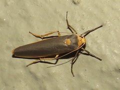 Sozusa scutellata